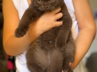 British Shorthair Cinnamon Ve Chocolate Yavrular