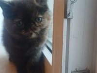 Egzotik shorthair bebek kediler yeni yuvalarını arıyorlar