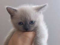 BRİTİSH SHORTHAİR BLUE POİNT DÜNYA TATLISI BEBEK KEDİMİZ