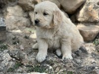 Orjinal saf kan golden retriever bebeklerimiz