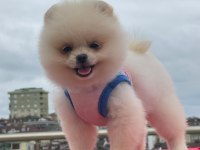 Pomeranian boo