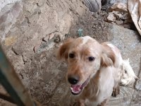 İngiliz Setter Av köpeği