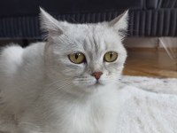 British shorthair Kısır Dişi