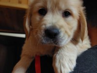 Golden Retriever Kapıda Ödeme Hizmetimiz Vardır