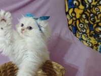 Scottish fold bebeklerimiz yuvalarını arıyor