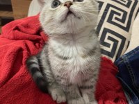 2 Aylık British Shorthair Yavru