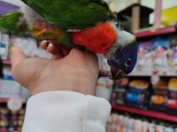 İnanılmaz Güzel Renklere Sahip Bebek Gökkuşağı Lori