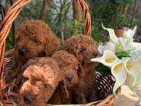 Yeni yuvası için hazır kore kan poodle bebekler