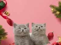 Sevimli British shorthair kedisib