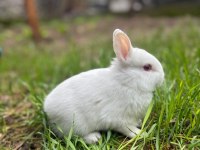 Hollanda lop mini lop cüce tavşan yavruları gönderim var