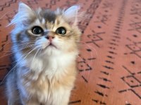 British Longhair Meraklılarına Duyrulur