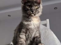 Maine Coon Dişi Tortie Pet Şecereli