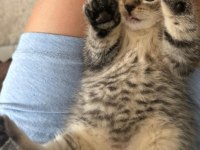 BRITISH SHORTHAIR SILVER TABBY