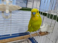Çekoslovakya muhabbet kuşu