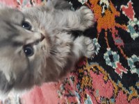 45 günlük british longhair yavrular