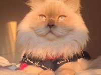 Yetişkin Şecereli British Longhair As1133 Erkek