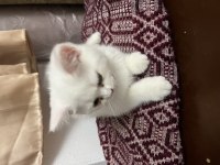 Scottish fold kedimiz sahiplendirilecek