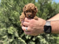 GERÇEK TOY POODLE YAVRULAR