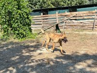Köpek çiftliğinden eğitimli belçika kurdu