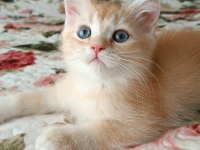 Golden British Shorthair Erkek