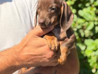 Petmode köpek çiftliğinde ziyarete açık dachshund