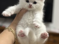 British shorthair kedisi