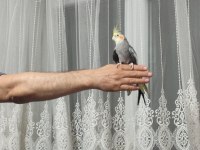 Sultan papağanı 4-5 aylık konuşuyor evcildir
