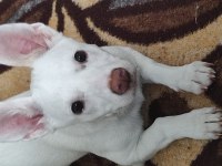 Jack russell terrier