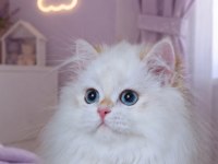Show Kalite Safkan British Longhair Yavrular
