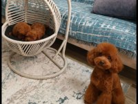 Son iki adet kaldı toy poodle teacap