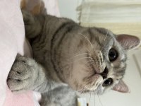 British shorthair 10 aylık