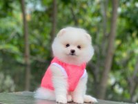 Evlerinize getirecek pomeranian boo yavrularımız hazır