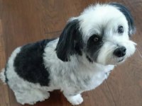 A kalite morkie yavrular