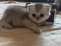 Beyaz gri sarı renklerde sakin tatlı cins yavru kedilerim