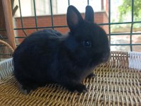 Hollanda mini lop ve Hollanda cüce tavşan