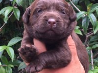 Labrador retriever yavrular