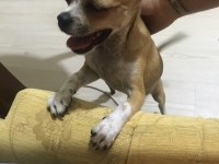 Yavrularımız doğdu ve çok sağlıklı chihuahua