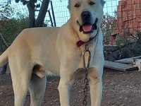 Safkan akbaş yavruları