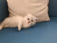 Silver british longhair şekerler