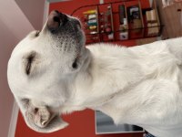 KÖPEĞİMİZ THOR YUVA ARIYOR