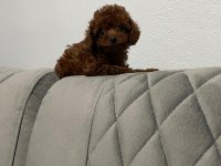 Kore Poodle Irkının En İyisi Teacup