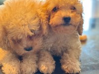 Toy Poodle Dişi