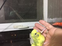 10 günlük yavrular kuşlar