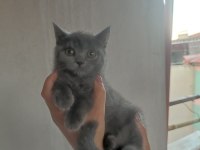 British shorthair yavrular uygun