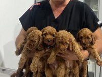 1.5-2 aylık poodle