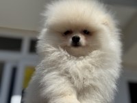 Ankaranın  en özel teddy face pomeranian yavruları