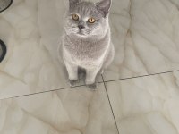 BRİTİSH SHORTHAİR KEDİMİZE DİŞİ ARIYORUZ