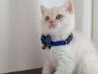 British shorthair red point kedimiz