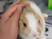 CÜCE NETHERLAND DWARF YAVRULARIMIZ
