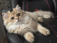 Erkek şecereli yavru british longhair